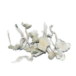 TRUE ALBINO TEACHER MUSHROOMS